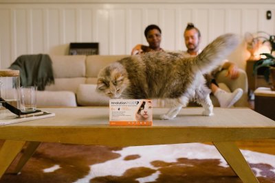 Deze twee kattenrassen worden vanaf nu verboden